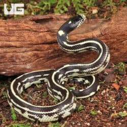 Baby Reverse Striped California Kingsnakes For Sale - Underground Reptiles