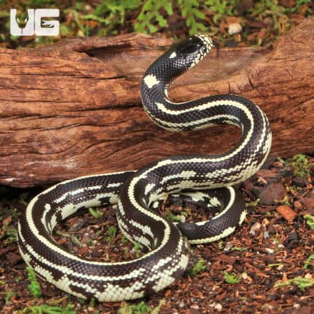 Baby Reverse Striped California Kingsnakes For Sale - Underground Reptiles