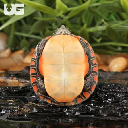 Baby Southern Painted Turtles For Sale - Underground Reptiles