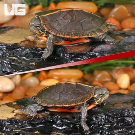 Baby Southern Painted Turtles For Sale - Underground Reptiles