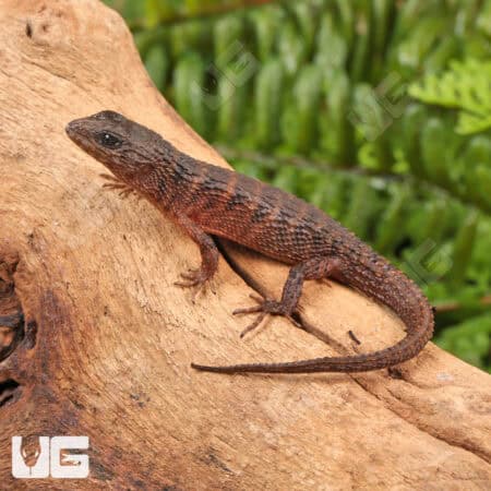 Baby Sulawesi Spiny Water Skinks (Tropidophorus baconi) For Sale - Underground Reptiles