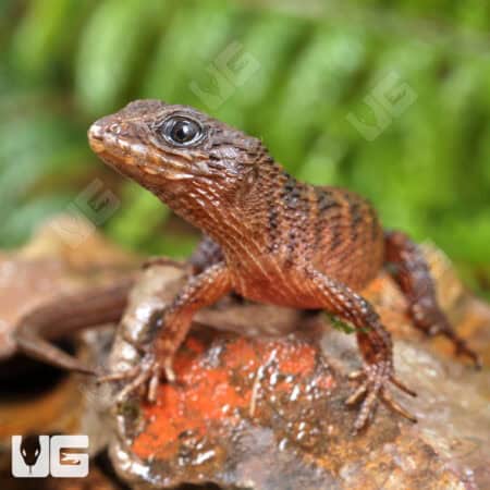 Baby Sulawesi Spiny Water Skinks (Tropidophorus baconi) For Sale - Underground Reptiles