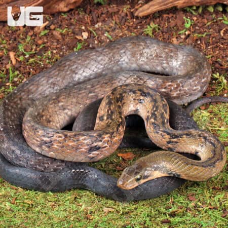 Black Copper Ratsnake For Sale - Underground Reptiles