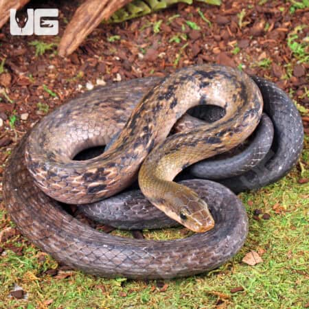 Black Copper Ratsnake For Sale - Underground Reptiles