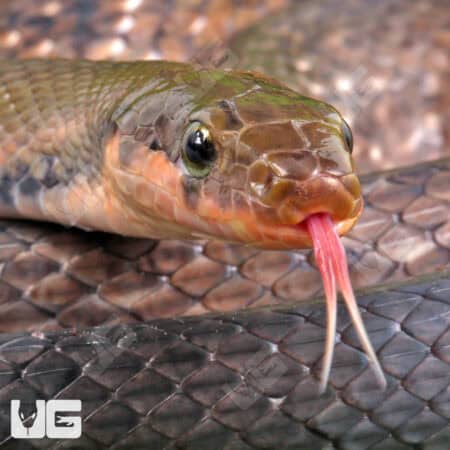 Black Copper Ratsnake For Sale - Underground Reptiles