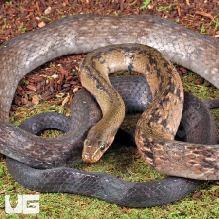 Black Copper Ratsnake For Sale - Underground Reptiles