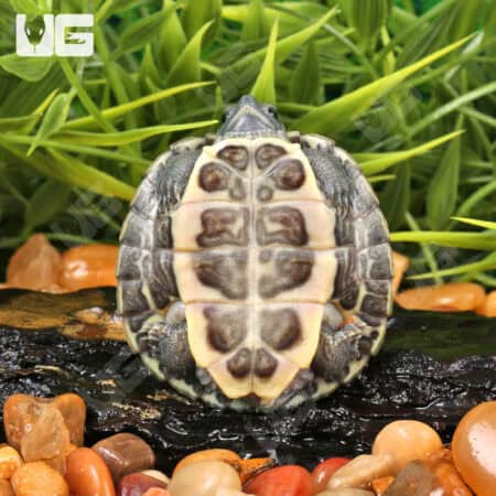 Baby Black Pearl Red Ear Slider Turtles For Sale - Underground Reptiles