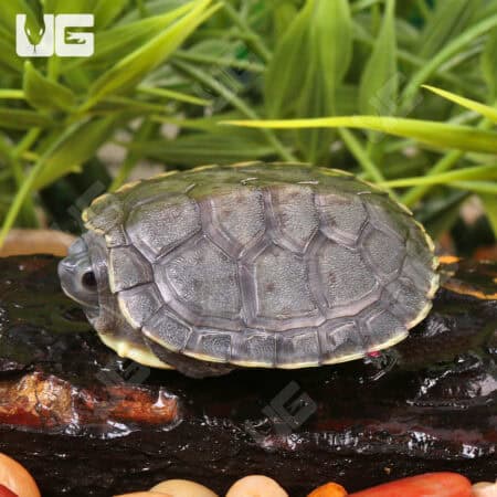 Baby Black Pearl Red Ear Slider Turtles For Sale - Underground Reptiles