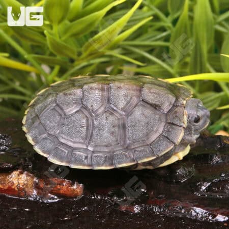 Baby Black Pearl Red Ear Slider Turtles For Sale - Underground Reptiles