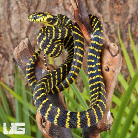 Juvenile Mangrove Snakes For Sale - Underground Reptiles