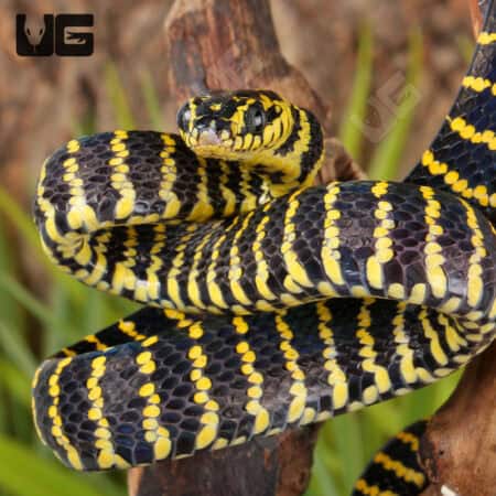 Juvenile Mangrove Snakes For Sale - Underground Reptiles