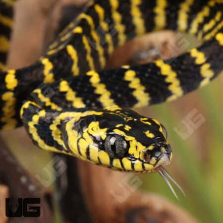 Juvenile Mangrove Snakes For Sale - Underground Reptiles