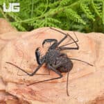 Central American Tailless Whip Scorpions For Sale - Underground Reptiles