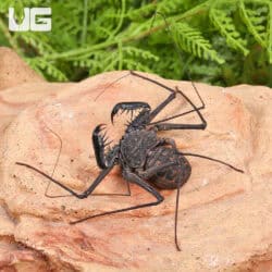 Central American Tailless Whip Scorpions For Sale - Underground Reptiles