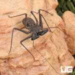 Central American Tailless Whip Scorpions For Sale - Underground Reptiles