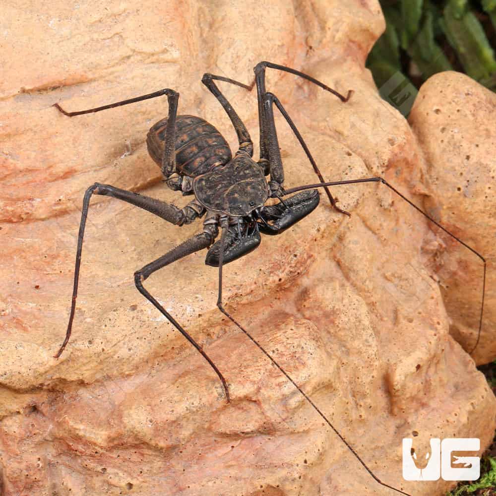 Central American Tailless Whip Scorpions For Sale - Underground Reptiles