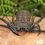 Central American Tailless Whip Scorpions For Sale - Underground Reptiles