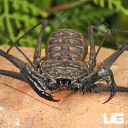 Central American Tailless Whip Scorpions For Sale - Underground Reptiles