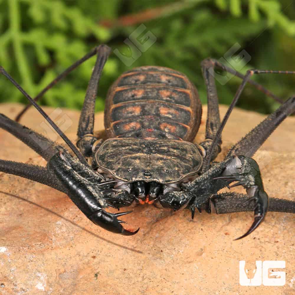 Central American Tailless Whip Scorpions For Sale - Underground Reptiles