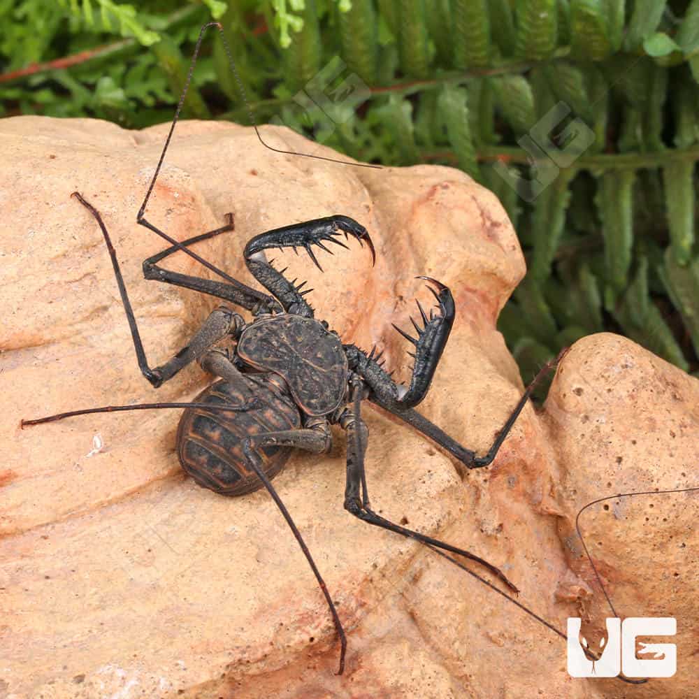 Central American Tailless Whip Scorpions For Sale - Underground Reptiles