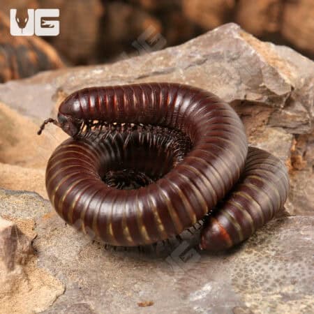 Chocolate Desert Millipede (Orthroporus Ornatus) For Sale - Underground Reptiles