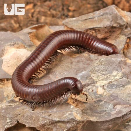 Chocolate Desert Millipede (Orthroporus Ornatus) For Sale - Underground Reptiles