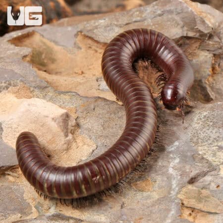 Chocolate Desert Millipede (Orthroporus Ornatus) For Sale - Underground Reptiles