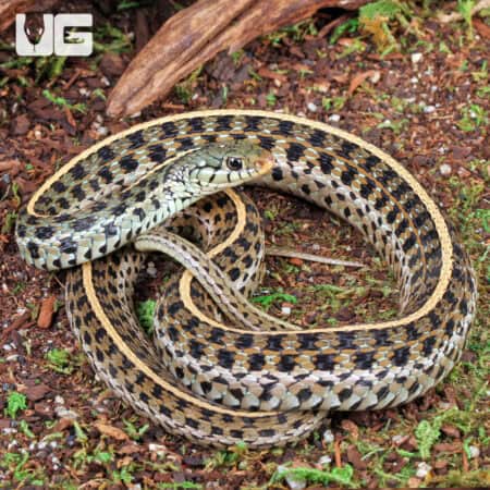 Eastern Garter Snakes For Sale - Underground Reptiles