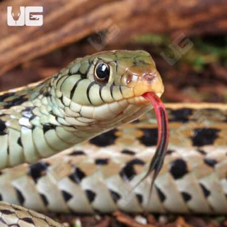 Eastern Garter Snakes For Sale - Underground Reptiles