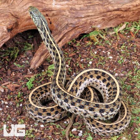 Eastern Garter Snakes For Sale - Underground Reptiles