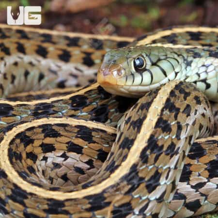 Eastern Garter Snakes For Sale - Underground Reptiles