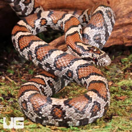 Eastern MilkSnake (Lampropeltis triangulum) For Sale - Underground Reptiles