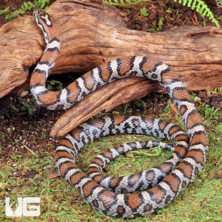 Eastern MilkSnake (Lampropeltis triangulum) For Sale - Underground Reptiles