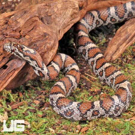 Eastern MilkSnake (Lampropeltis triangulum) For Sale - Underground Reptiles