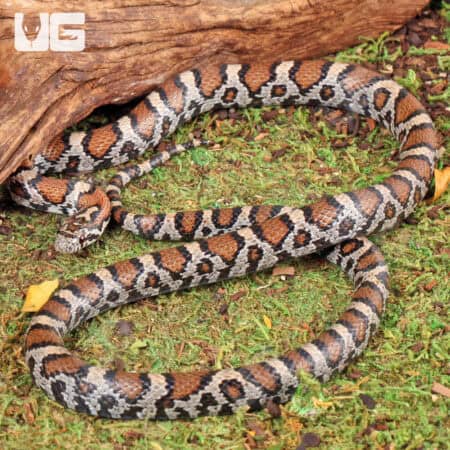 Eastern MilkSnake (Lampropeltis triangulum) For Sale - Underground Reptiles