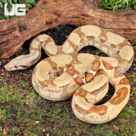 Female Hypo Jungle Fire Het Leucistic Redtail Boa For Sale - Underground Reptiles