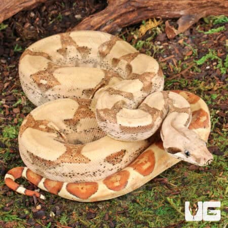 Female Hypo Jungle Fire Het Leucistic Redtail Boa For Sale - Underground Reptiles