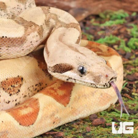 Female Hypo Jungle Fire Het Leucistic Redtail Boa For Sale - Underground Reptiles