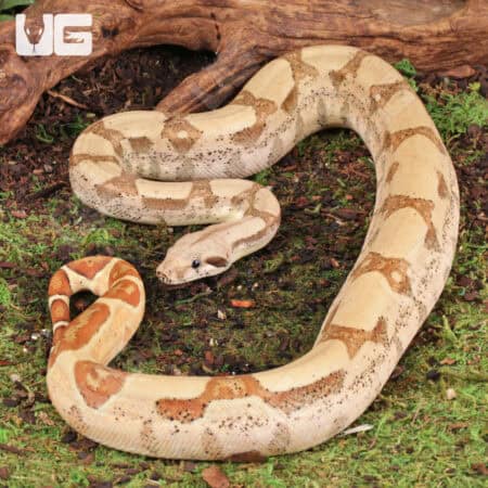 Female Hypo Jungle Fire Het Leucistic Redtail Boa For Sale - Underground Reptiles