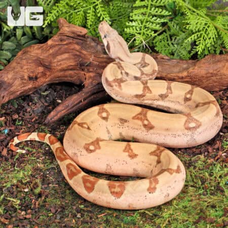 Female Hypo Jungle Fire Het Leucistic Redtail Boa For Sale - Underground Reptiles