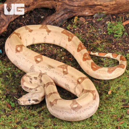Female Hypo Jungle Fire Het Leucistic Redtail Boa For Sale - Underground Reptiles