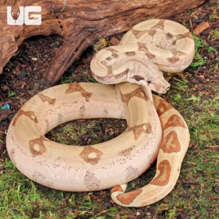 Female Hypo Jungle Fire Het Leucistic Redtail Boa For Sale - Underground Reptiles
