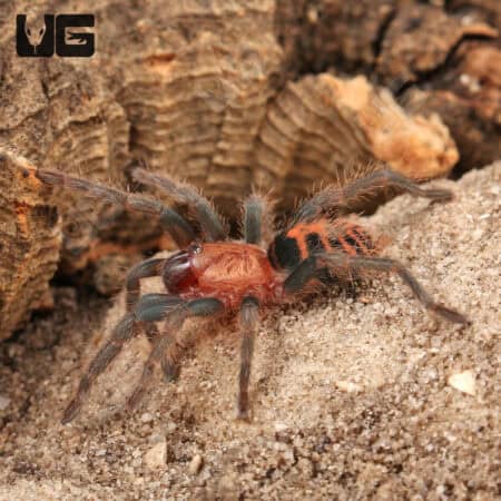 Guatemalan Tiger Rump Tarantula For Sale - Underground Reptiles