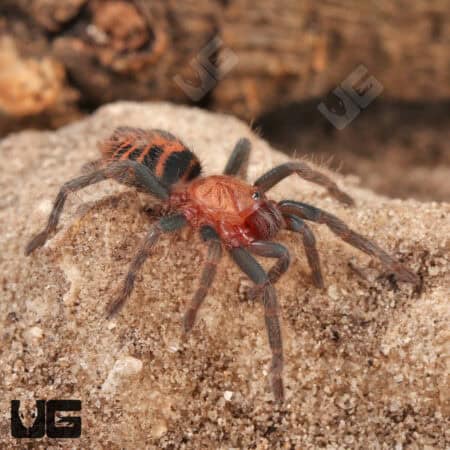 Guatemalan Tiger Rump Tarantula For Sale - Underground Reptiles