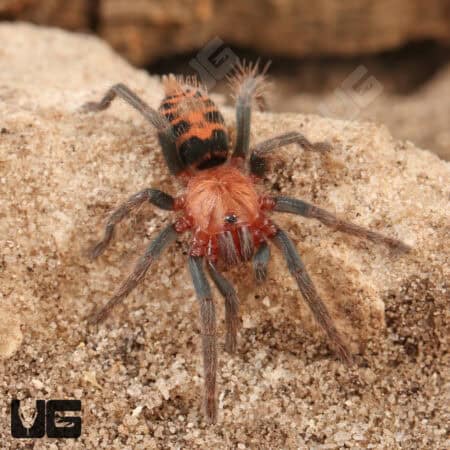 Guatemalan Tiger Rump Tarantula For Sale - Underground Reptiles