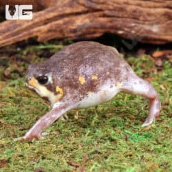 Mozambique Rain Frogs For Sale - Underground Reptiles