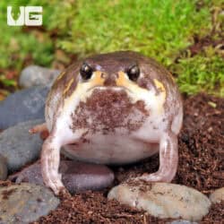 Mozambique Rain Frogs For Sale - Underground Reptiles