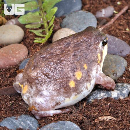 Mozambique Rain Frogs For Sale - Underground Reptiles