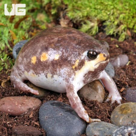 Mozambique Rain Frogs For Sale - Underground Reptiles