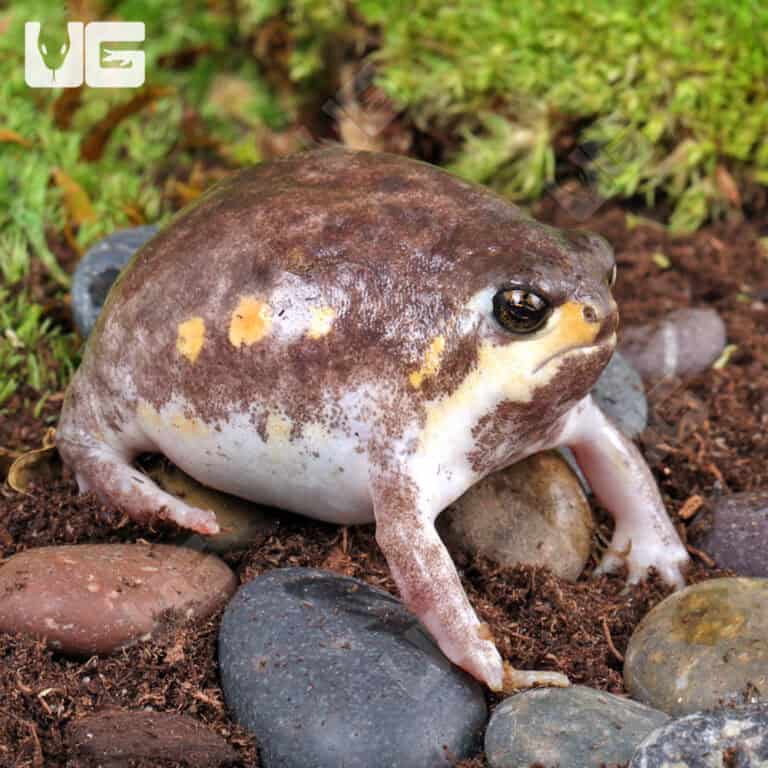 Mozambique Rain Frogs For Sale Underground Reptiles